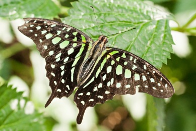 Bright Green and Black Butterfly