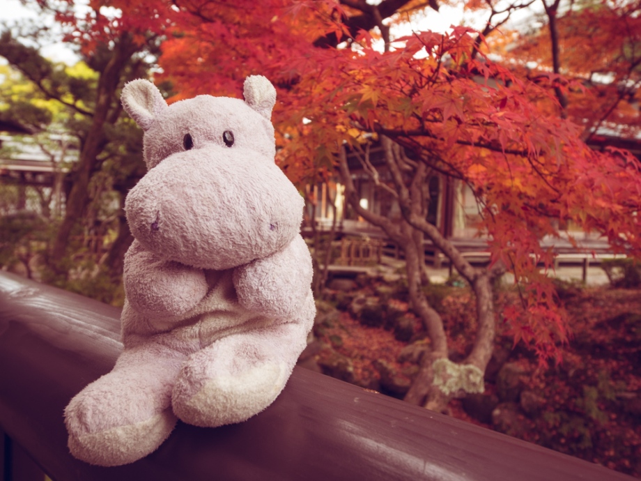 Tiny Hippo at Yoshikien Garden