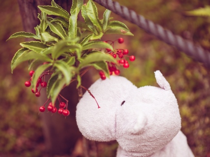 Tiny Hippo with Red Berries