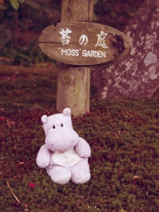 Tiny Hippo Moss Garden